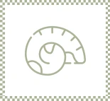 Icone Mollusque